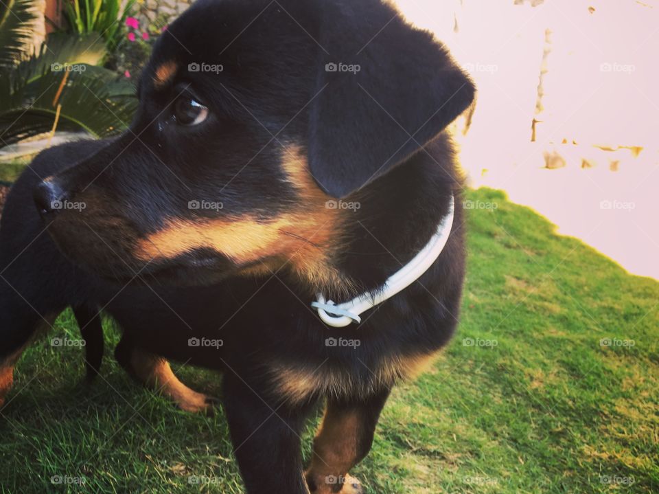 Puppy (Rottweiler)