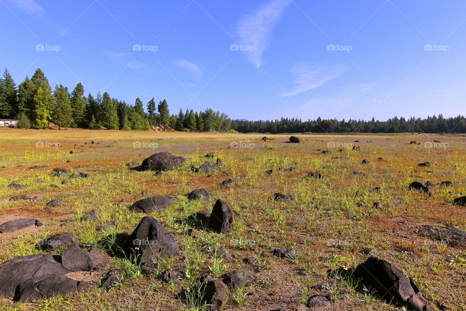 meadow