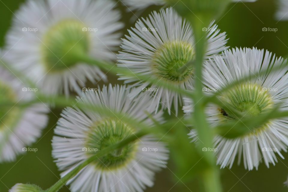 backside of little wildflowers