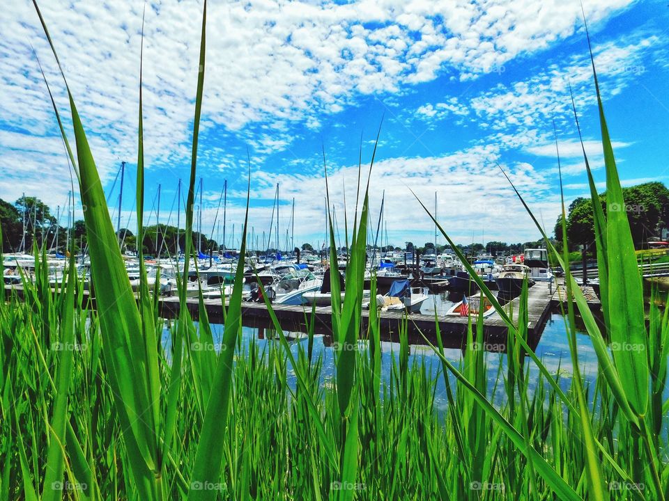 Marina through the reeds