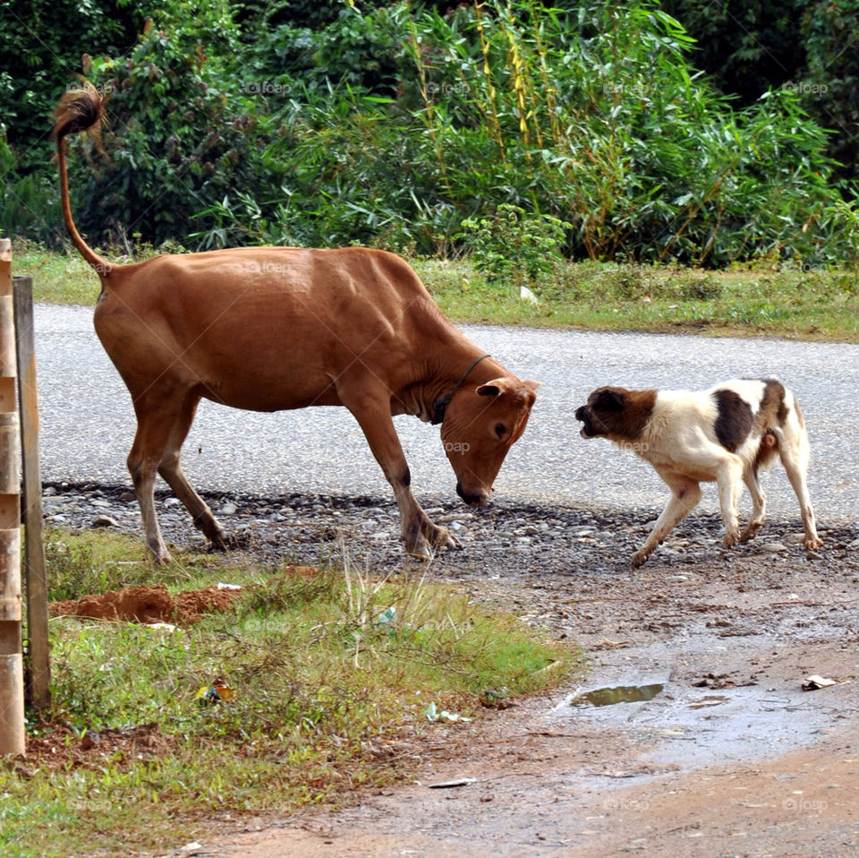 dog cow laos by harpleblues