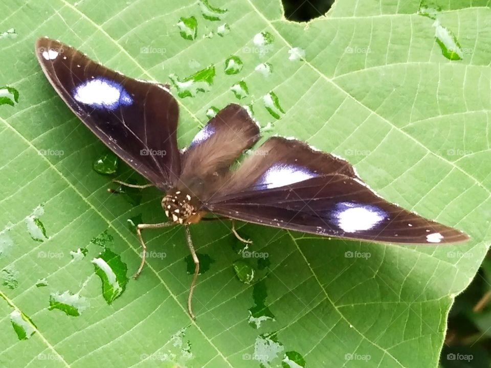 Black butterfly.