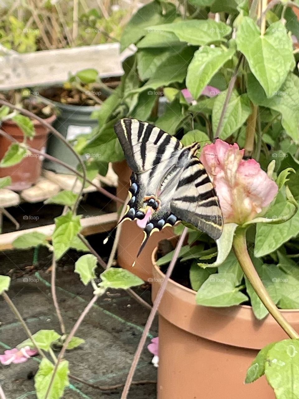 Spring, Butterfly, Primavera, Borboleta