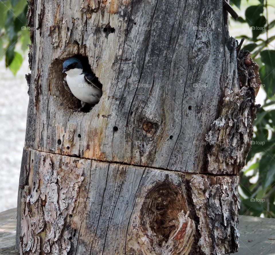Small Bird In A Stump