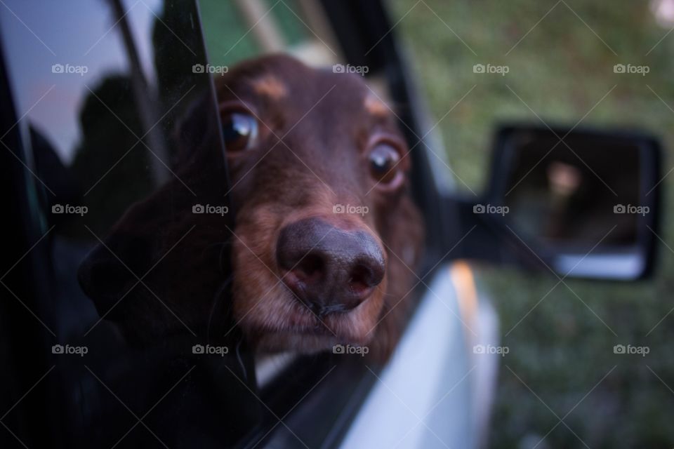 Dog at car window