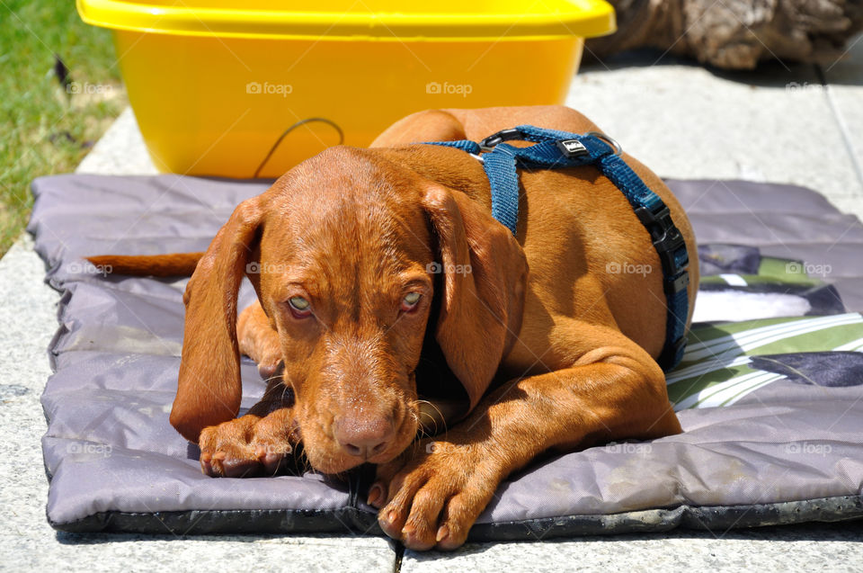 Hund, Haustier, Tier, Freundschaft, Liebe, Garten, Natur, Kauen