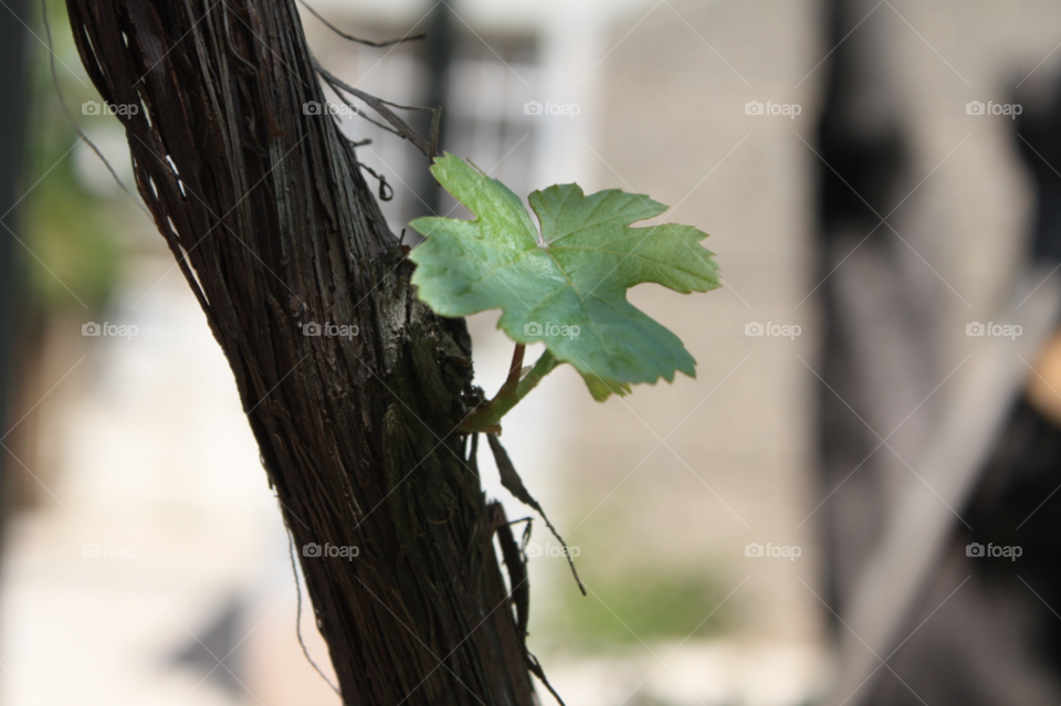 spring tree leaf grapevine by ezatvar