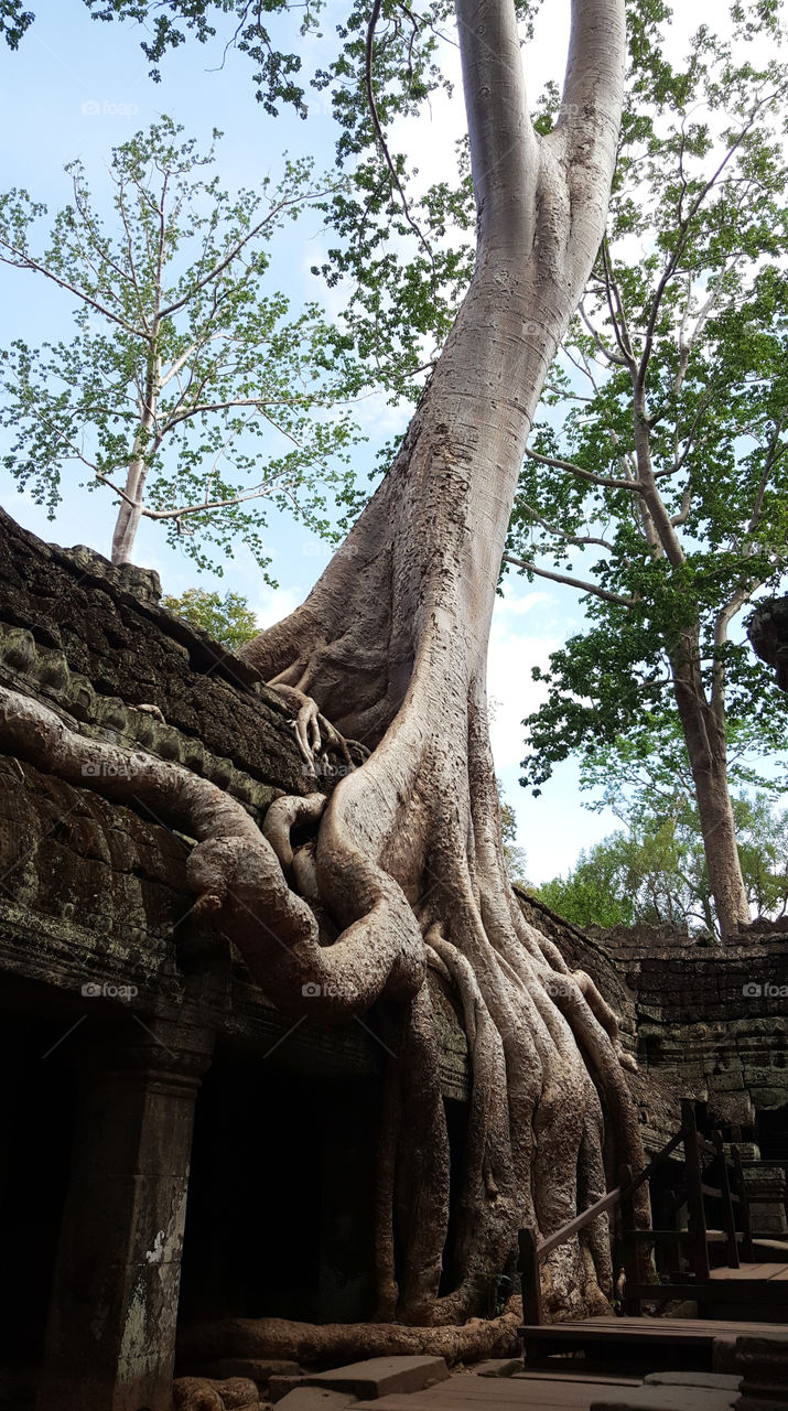 Ta Prohm, Angkor wat, Siem Reap, Cambodia