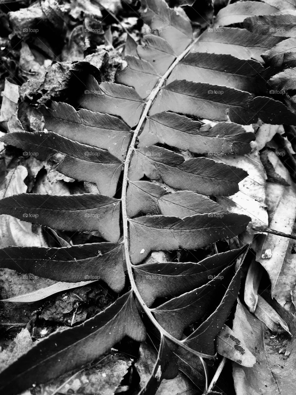 Black and white image of a curved fern in the forest 