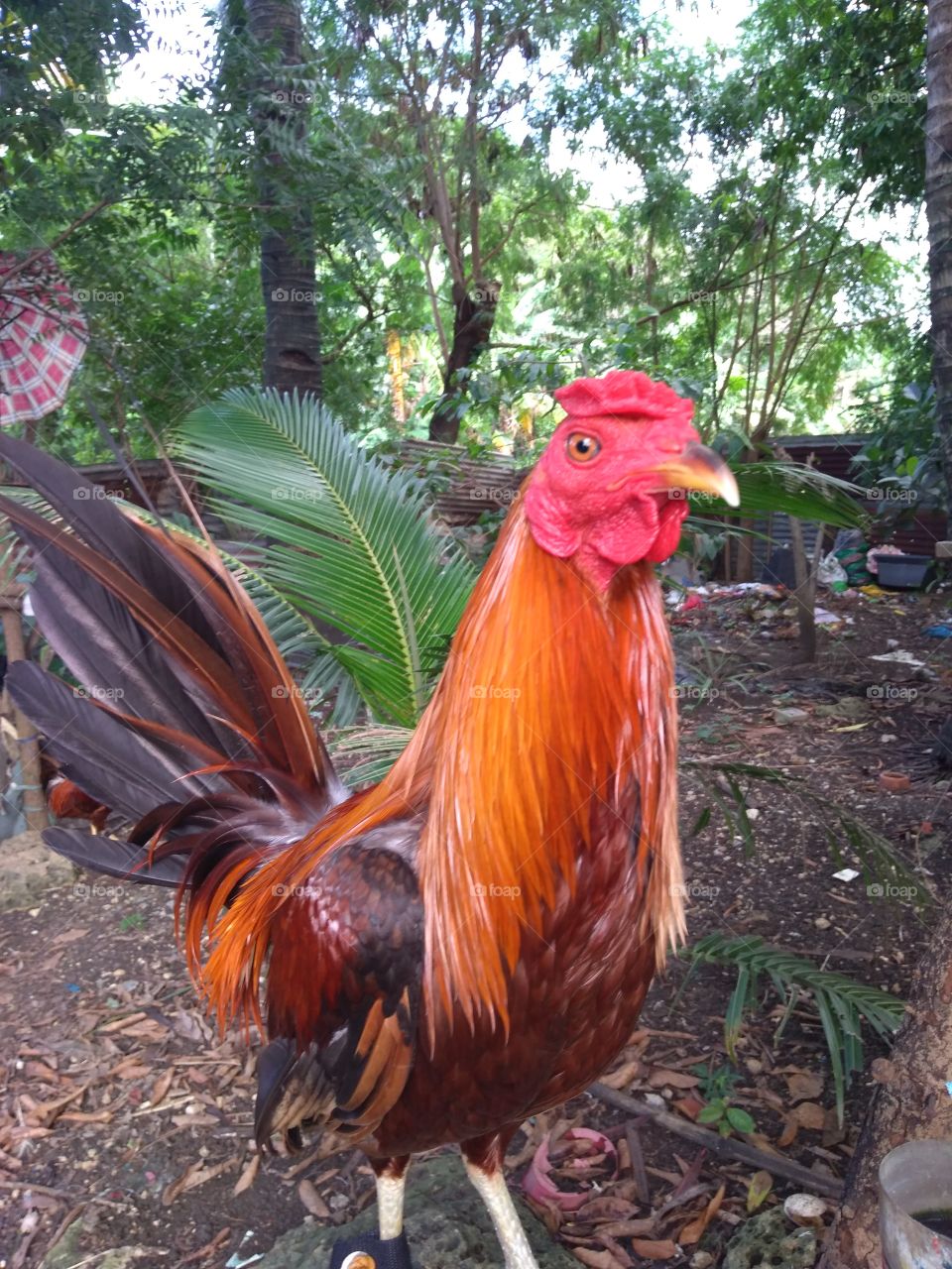 adorable rooster