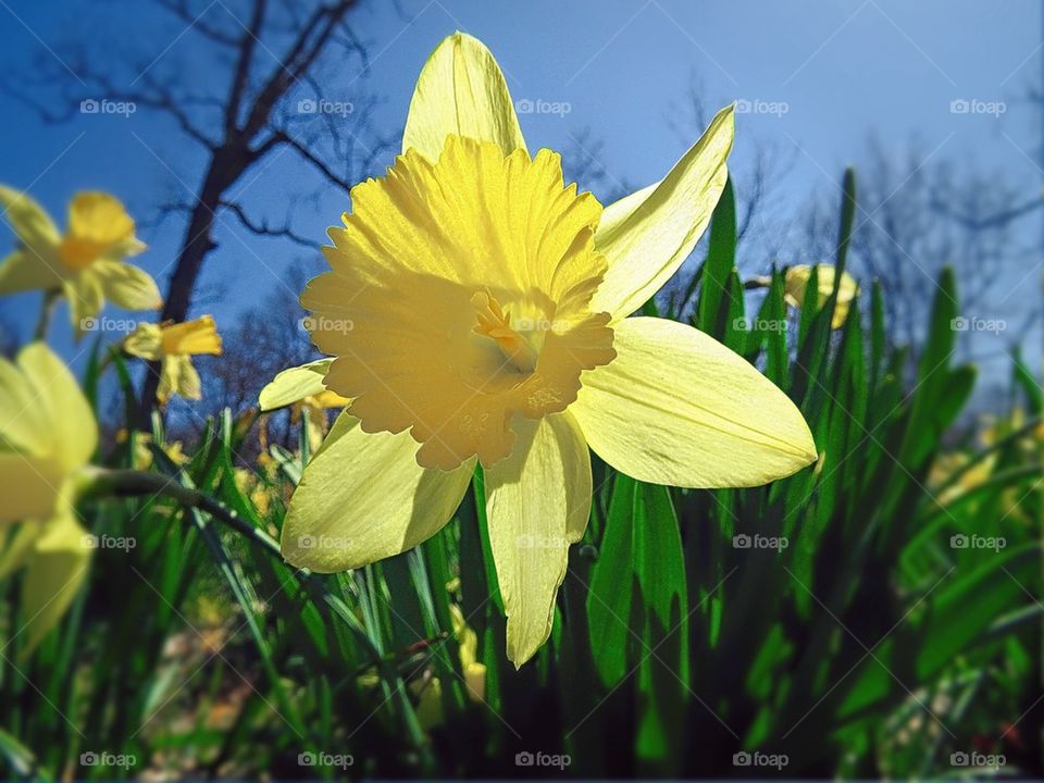 Yellow Daffodil