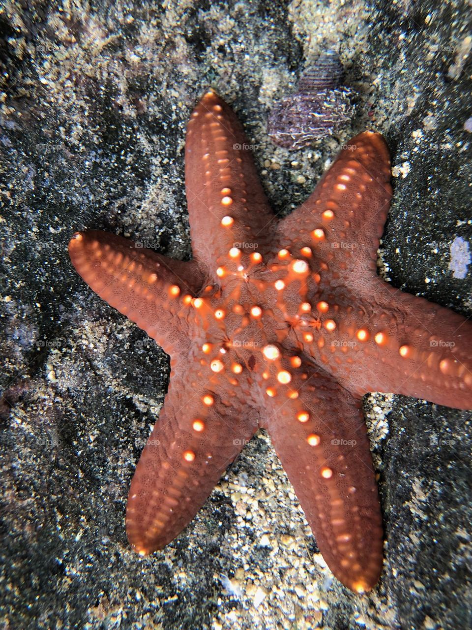 Star Fish underwater pic