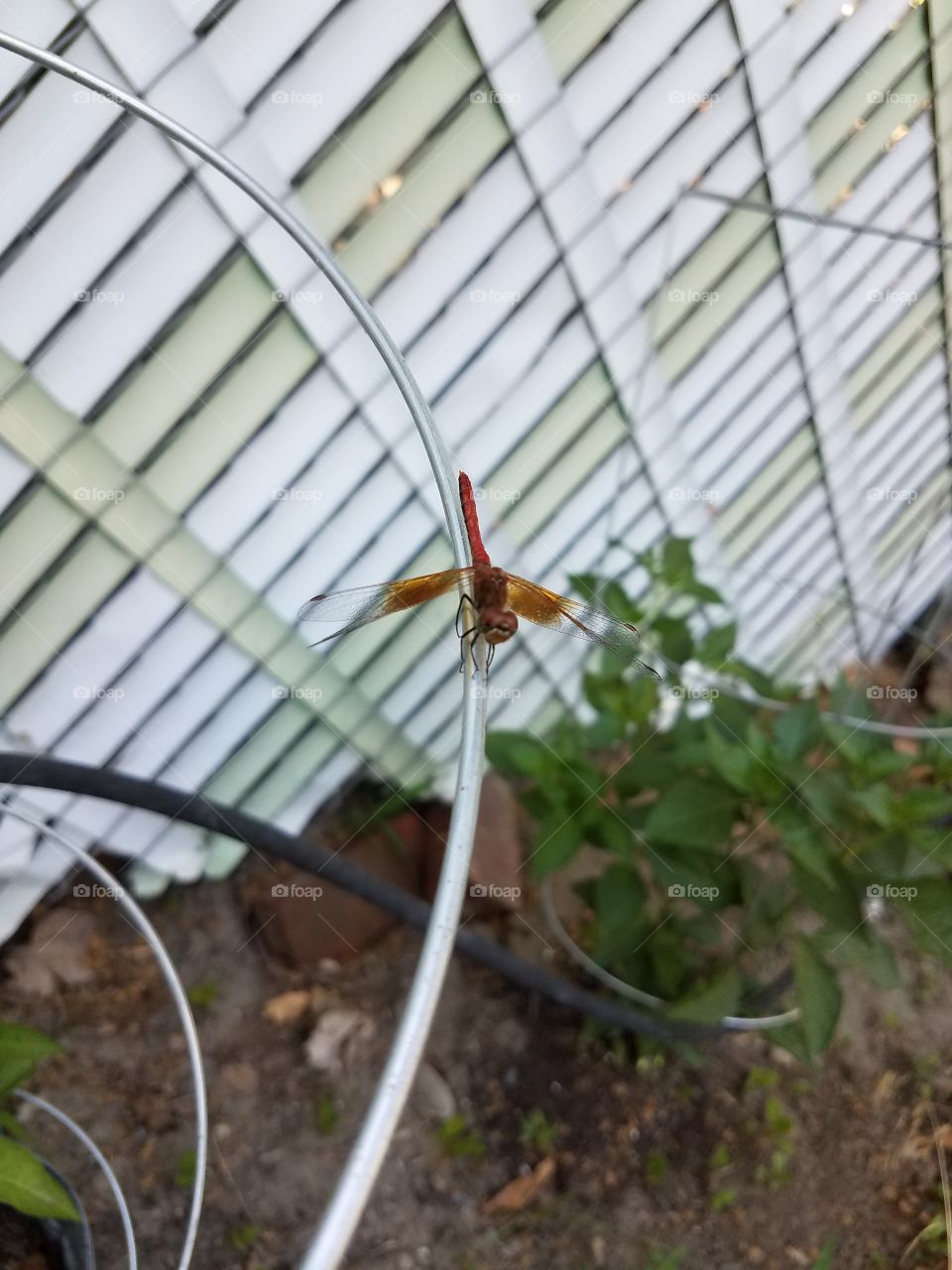 dragonfly in the garden
