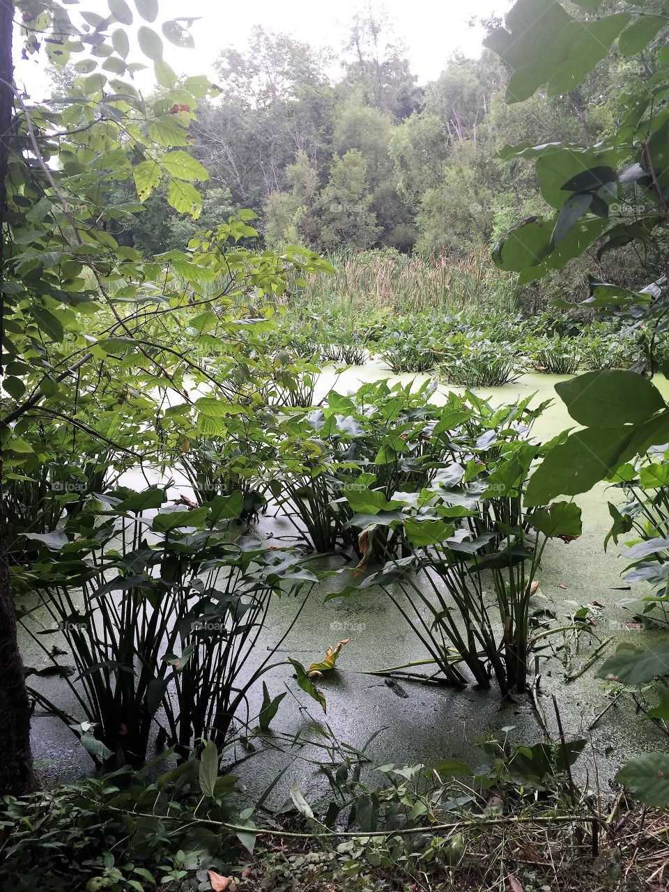 Forest in every seasons