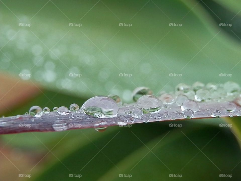 Raindrops