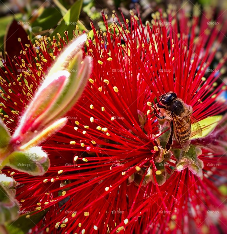 Flora And Fauna Foap Mission! Macro Shot Of A Bee Feeding On The Sweet Nectar Of A Bright Red Bottle Brush Bloom!