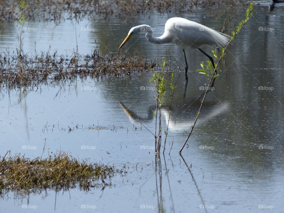 Egret reflection in reeds 