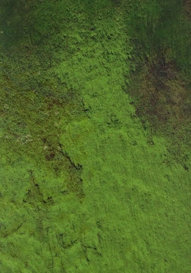 green moss