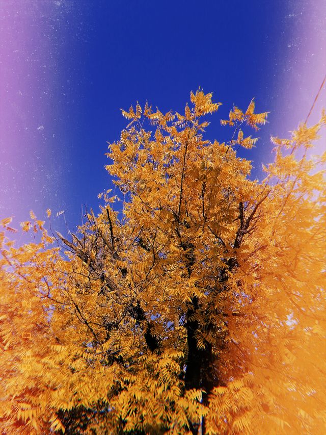 Autumn colours