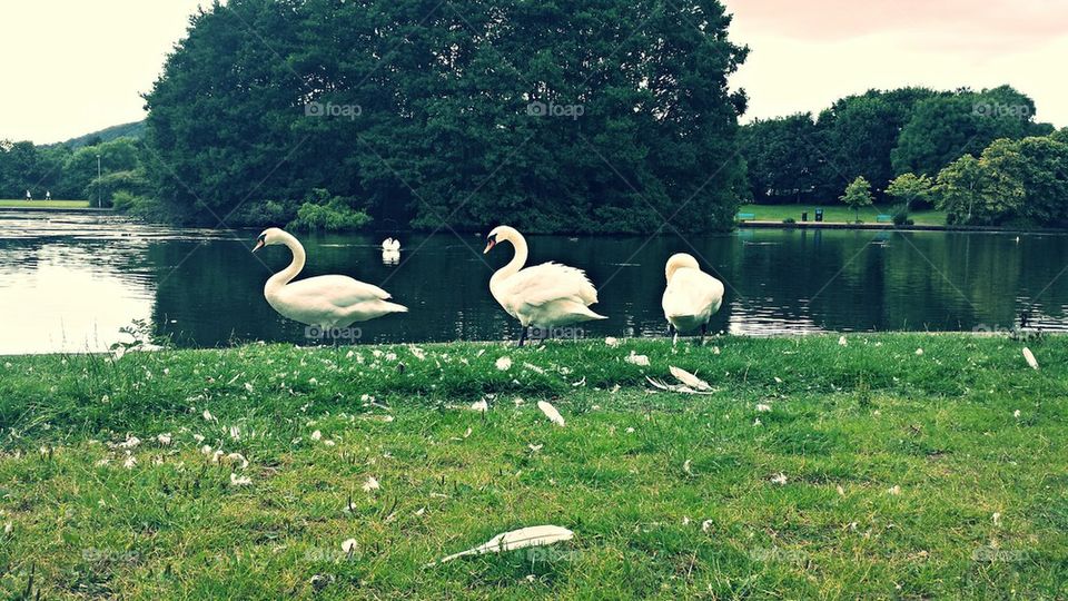 Three Swans