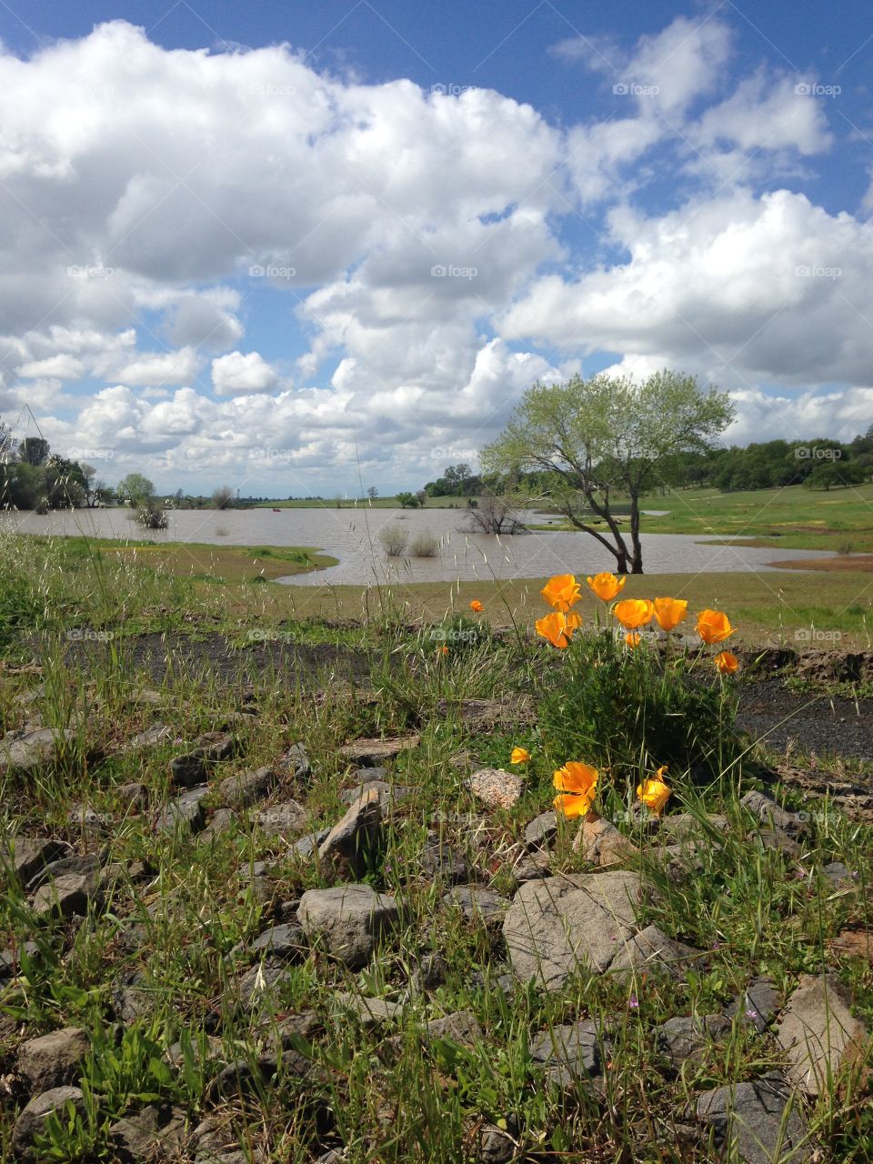 Monkey Face lake in Upper Park