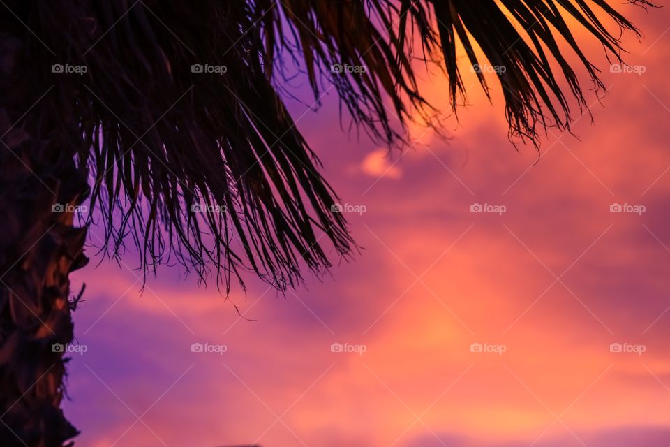Palm tree and violet skyscape. Anyone else ready for a second Summer Vacation already? 🏝🍹