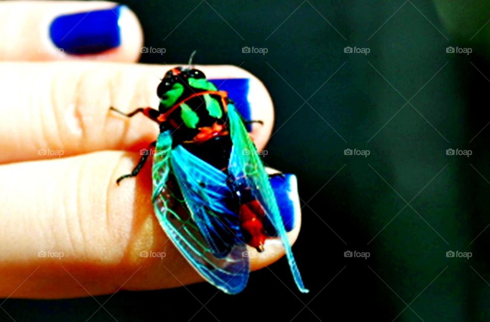 inseto multicolorido