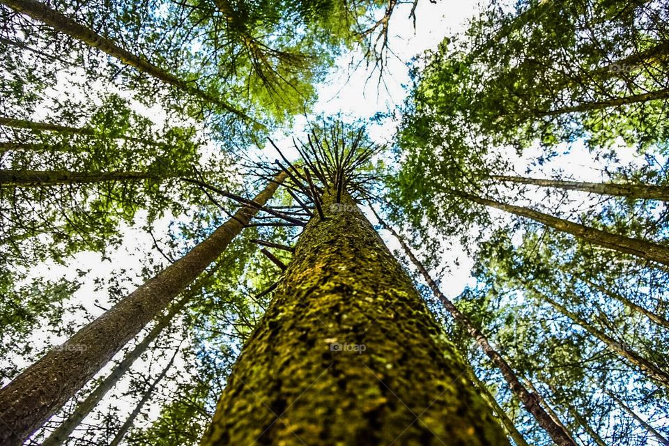 Tall trees in the forest 