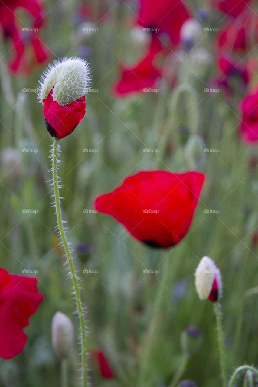Poppies. A colourful poppy next to another in bud
