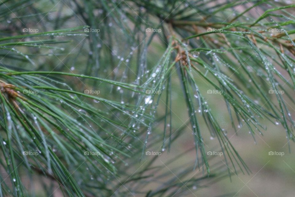 Pine needles after a rain