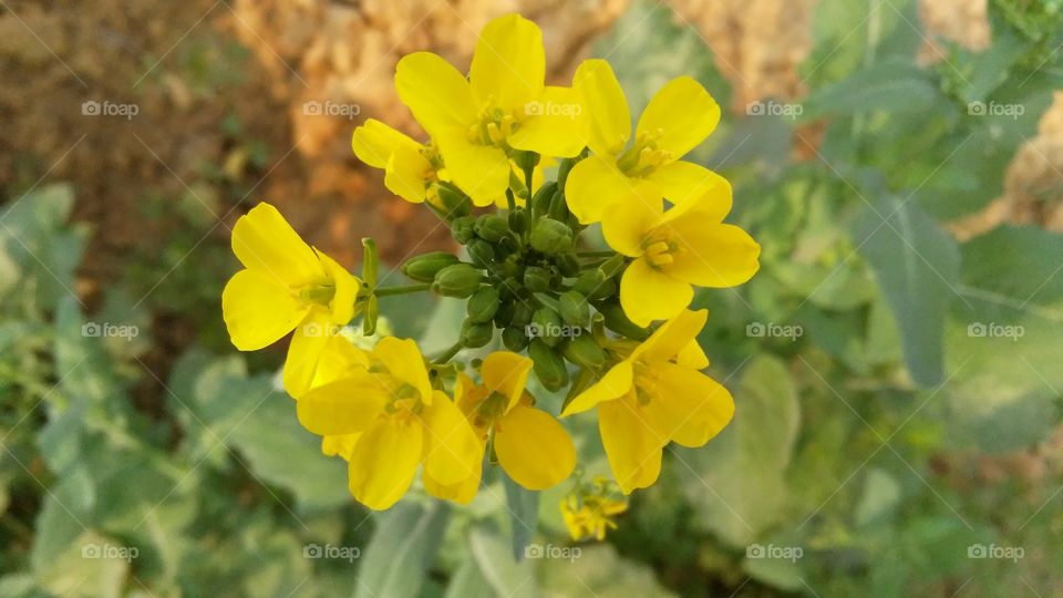 A beautiful scene of mustard flowers and buds in the garden.