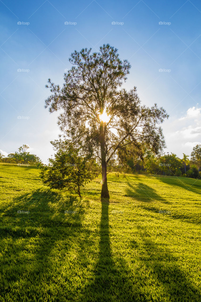 The sun and the tree