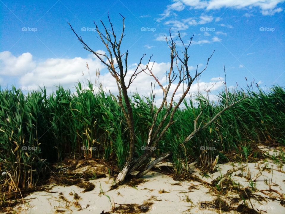 Tree among the reeds, Cape May County, New Jersey