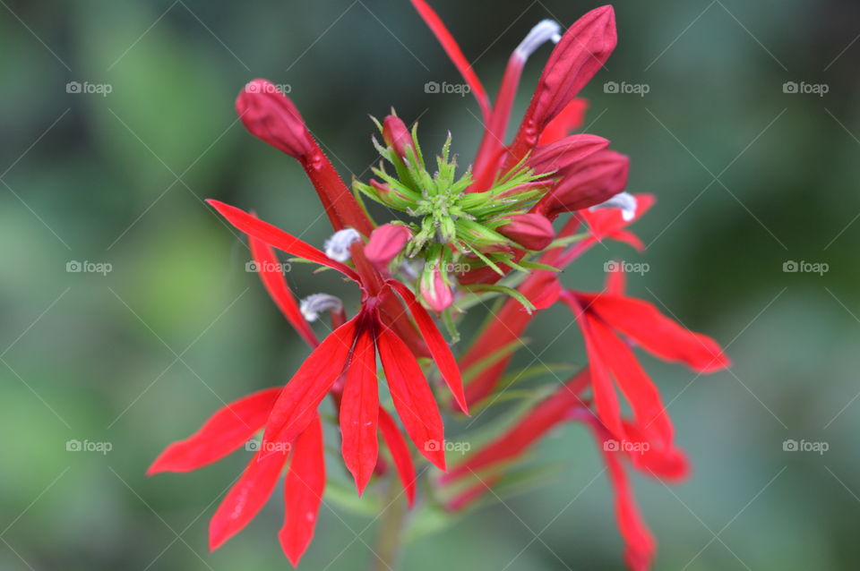 A red flower found when hiking