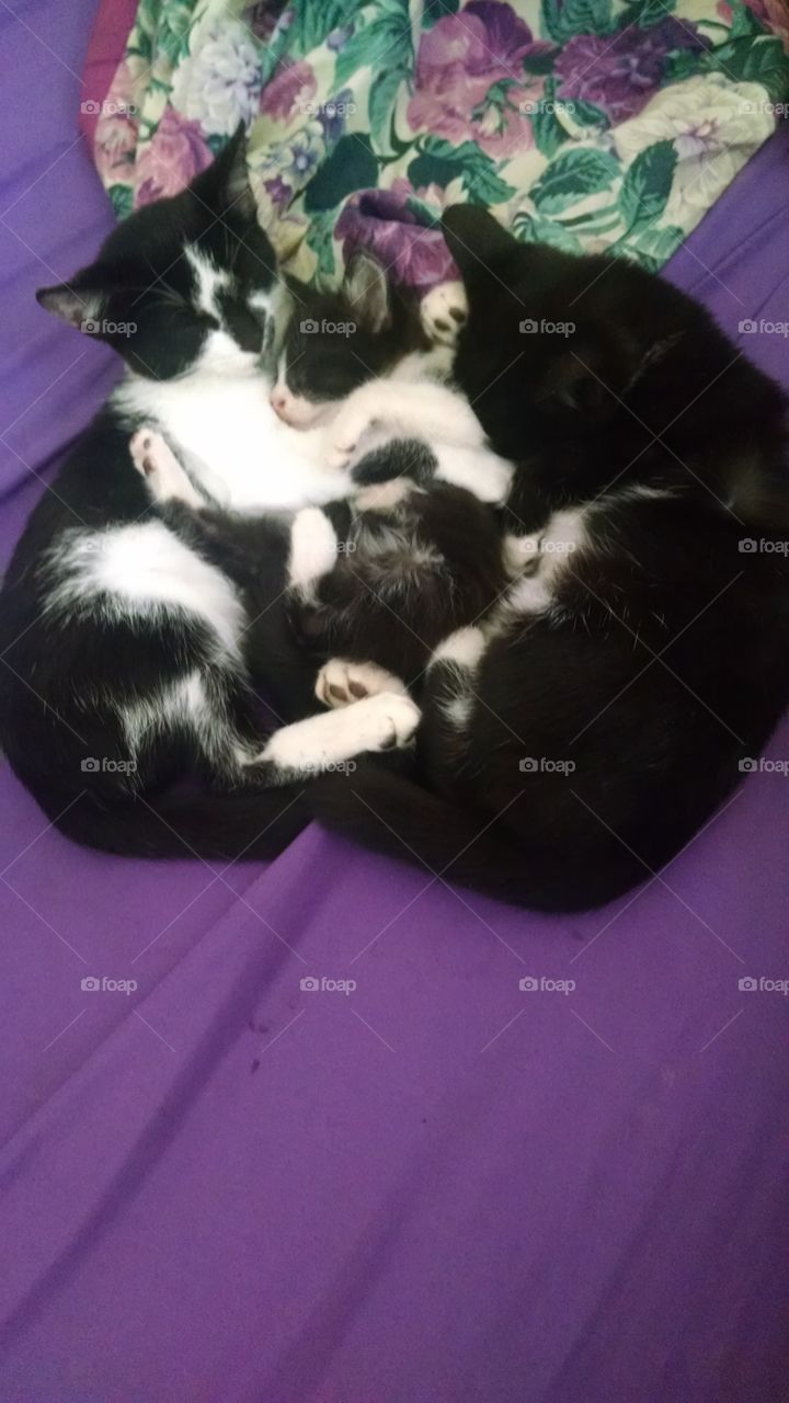 kittens, sleeping, cuddles, pets