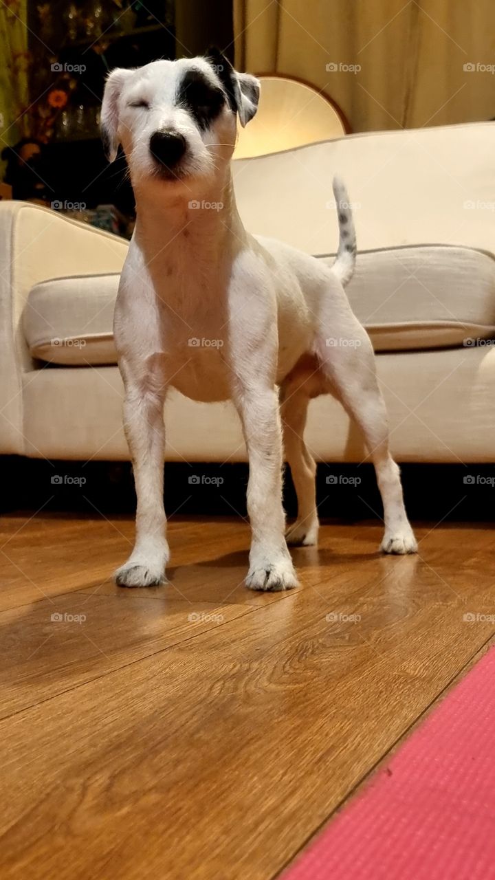 Parson Russell Terrier