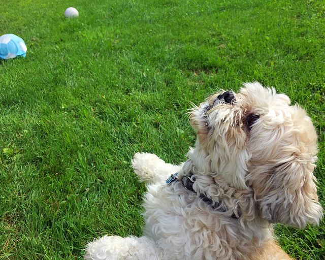 My beautiful dog playing with me outside 