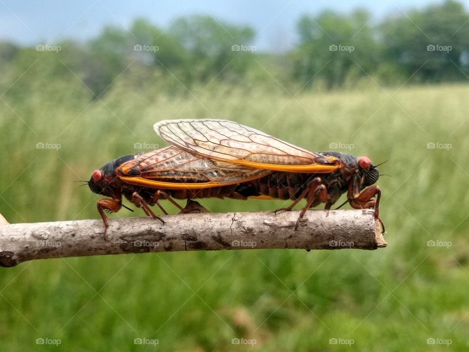 Brood X cicada mating