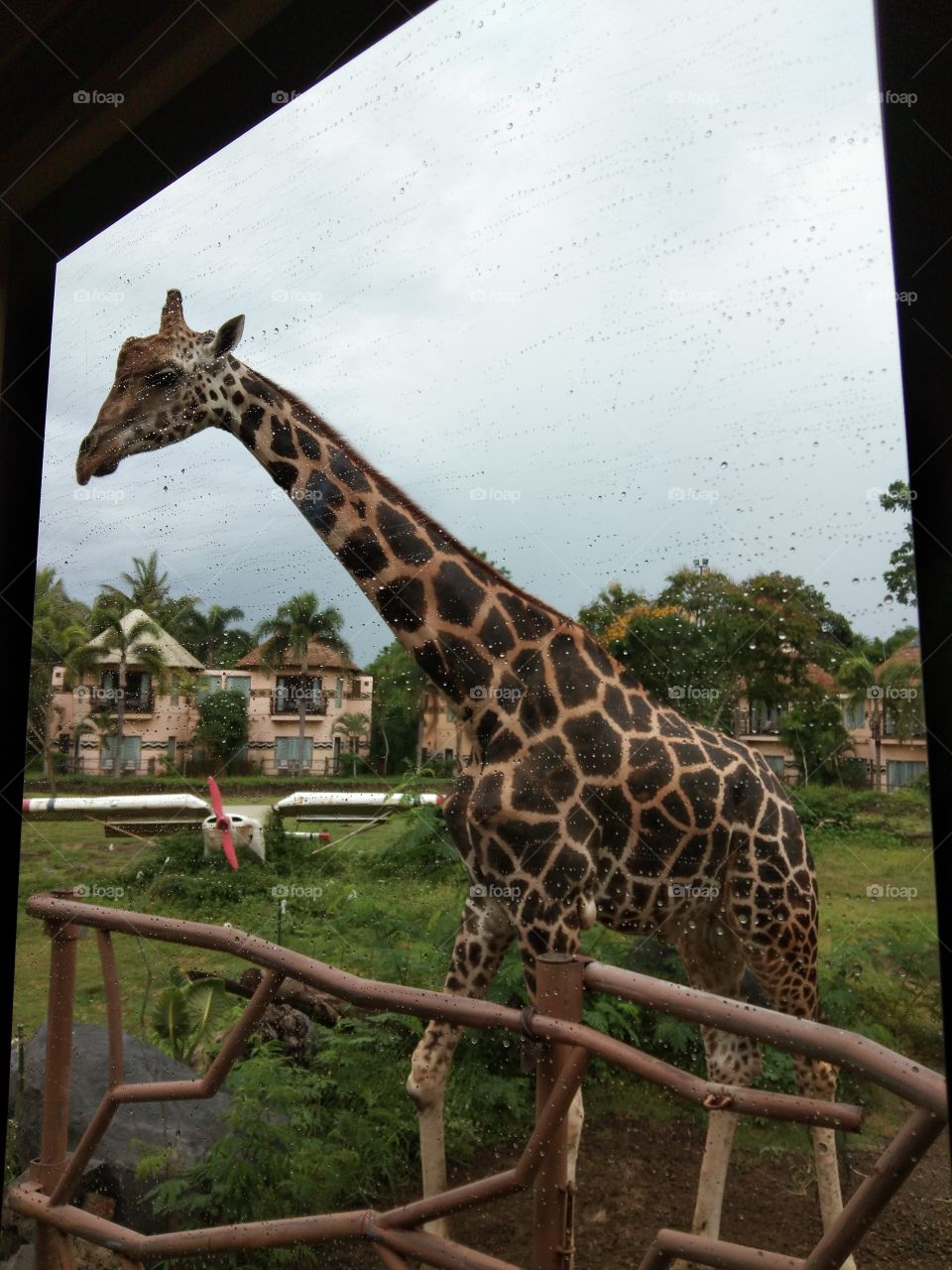 girafle