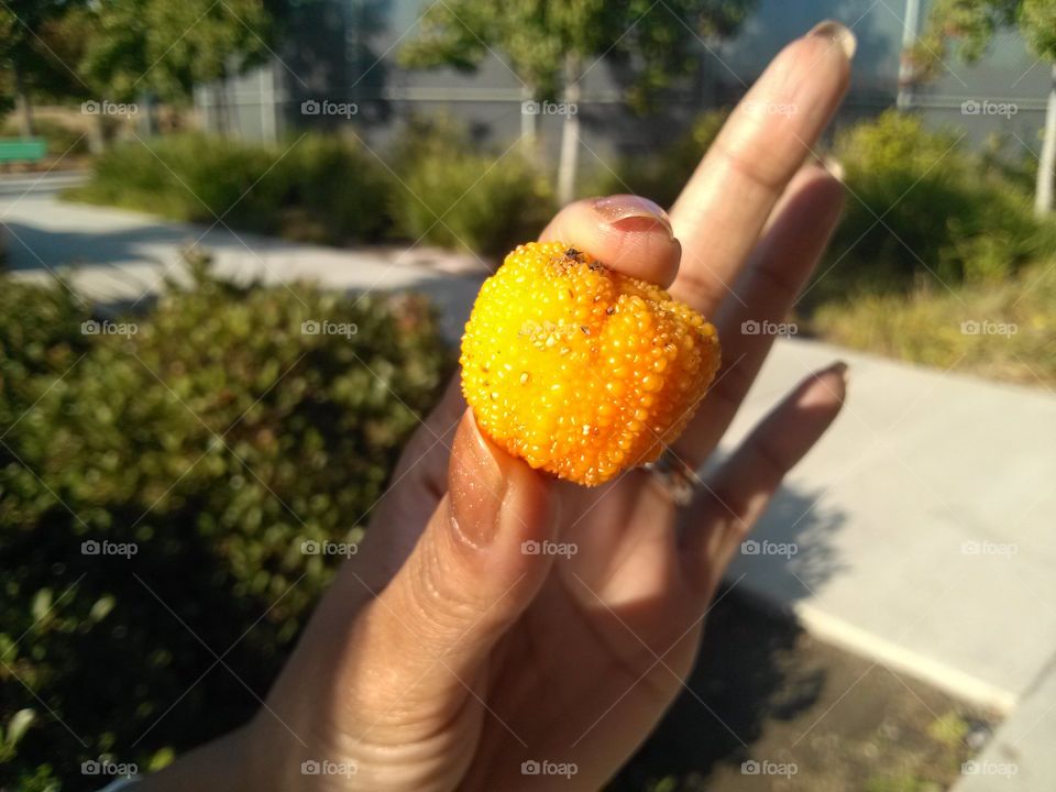 Spiky little fruit from tree near James Lick Mansion, Santa Clara, CA