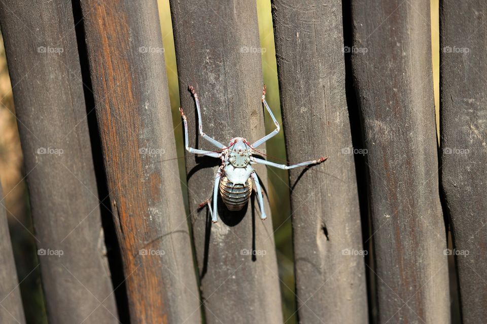 tiny little creature