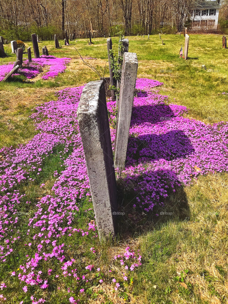 Flowers growing wild at the cemetery... 