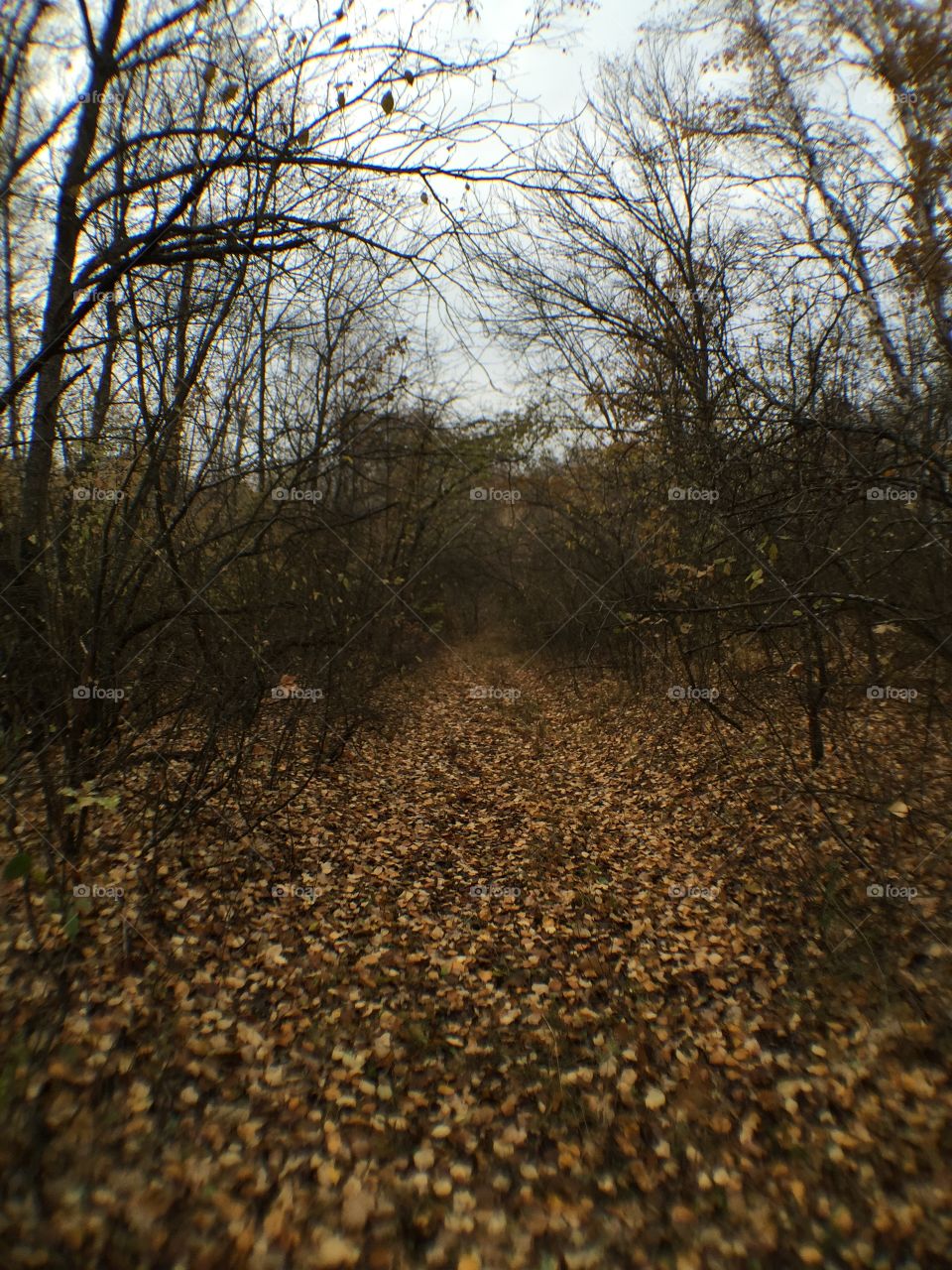 Wood autumn