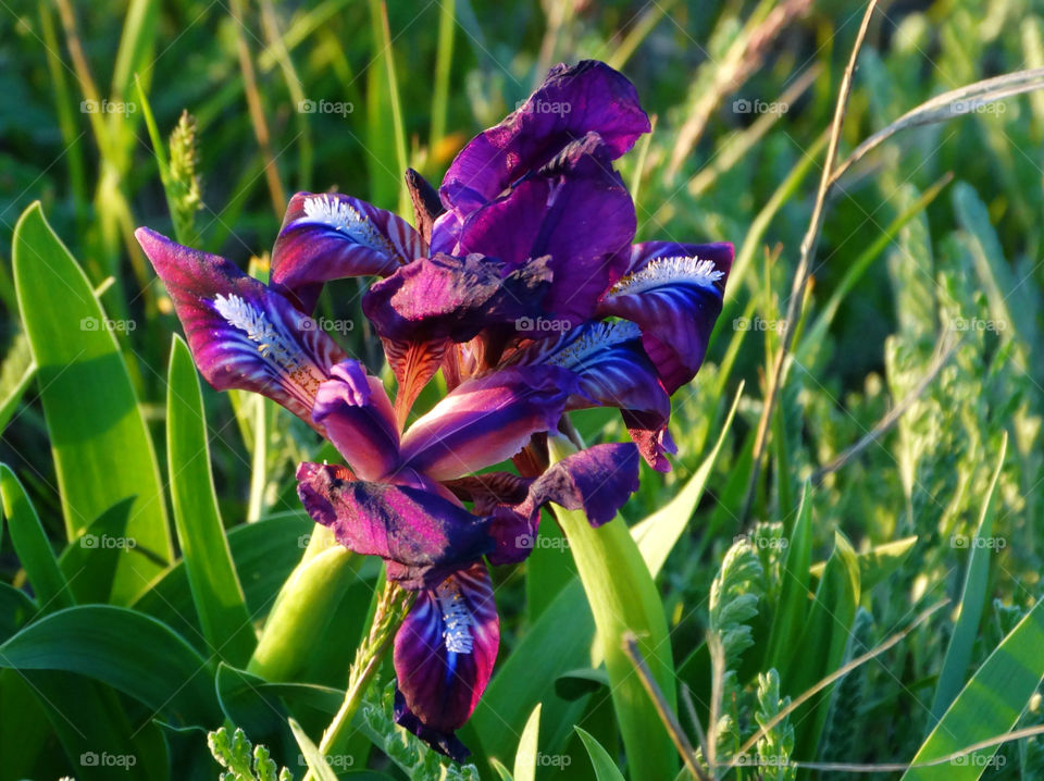 Wild flowers