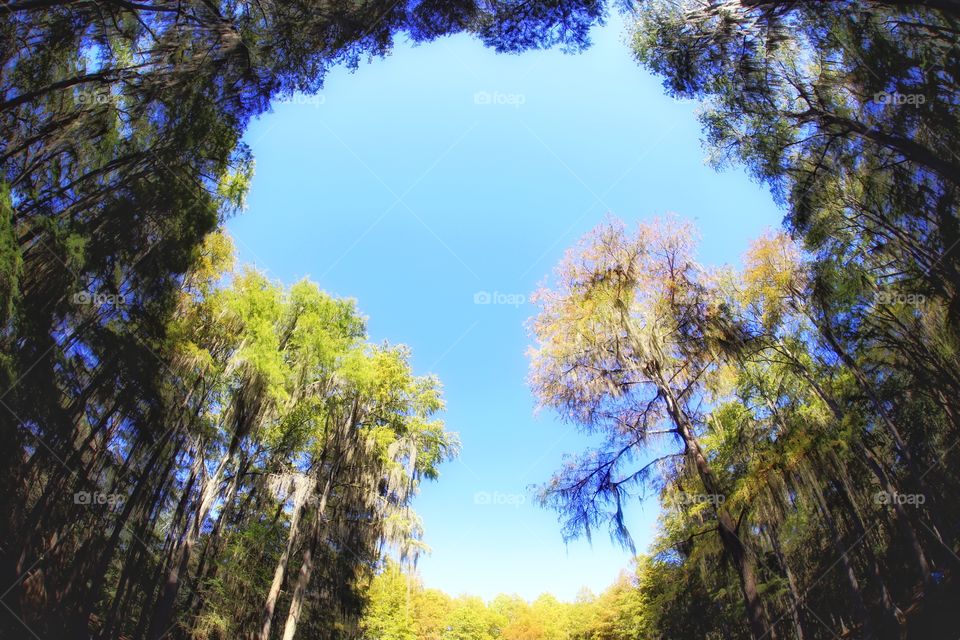 Magical Forest and the Sky