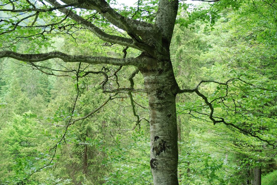 green nature wood tree by Nikita80