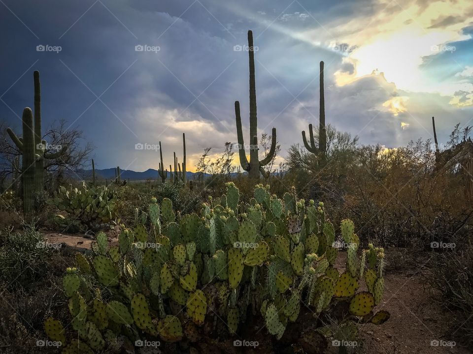 Desert Landscape - Cactus 