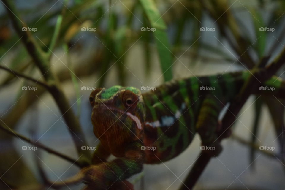 Stretching Chameleon