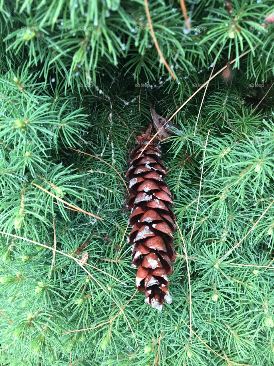 Pine cone 