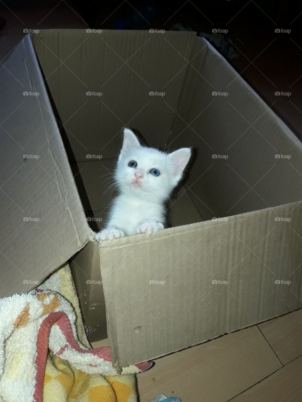 petit chat dans son carton curieux de son avenir à l'extérieur